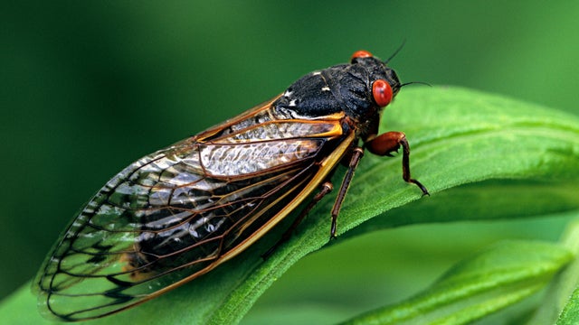 Periodical Cicada, Adult, Magicicada spp. Requires 17 years to complete development. Nymph splits its skin, and transforms into an adult. Feeds on sap of tree roots. Northern Illinois Brood. This brood is the largest emergence of cicadas anywhere 