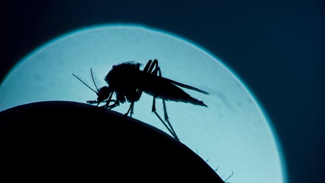 Mosquito 