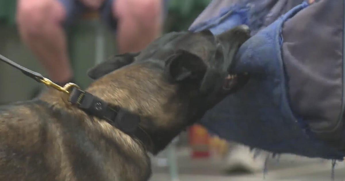 Postal service asks pet owners to secure all dogs ahead of mail delivery 