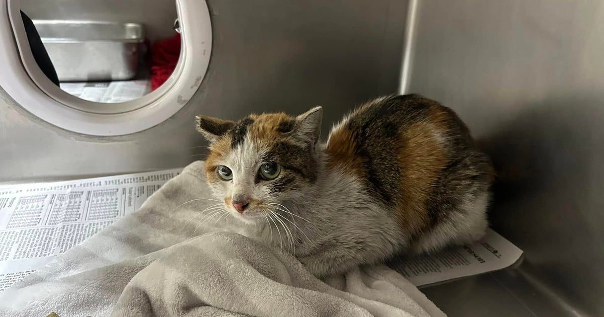 Stowaway cat survives 3-week trip from China to Minnesota 